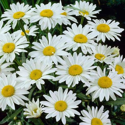 SHASTA DAISY, SNOWCAP, #1