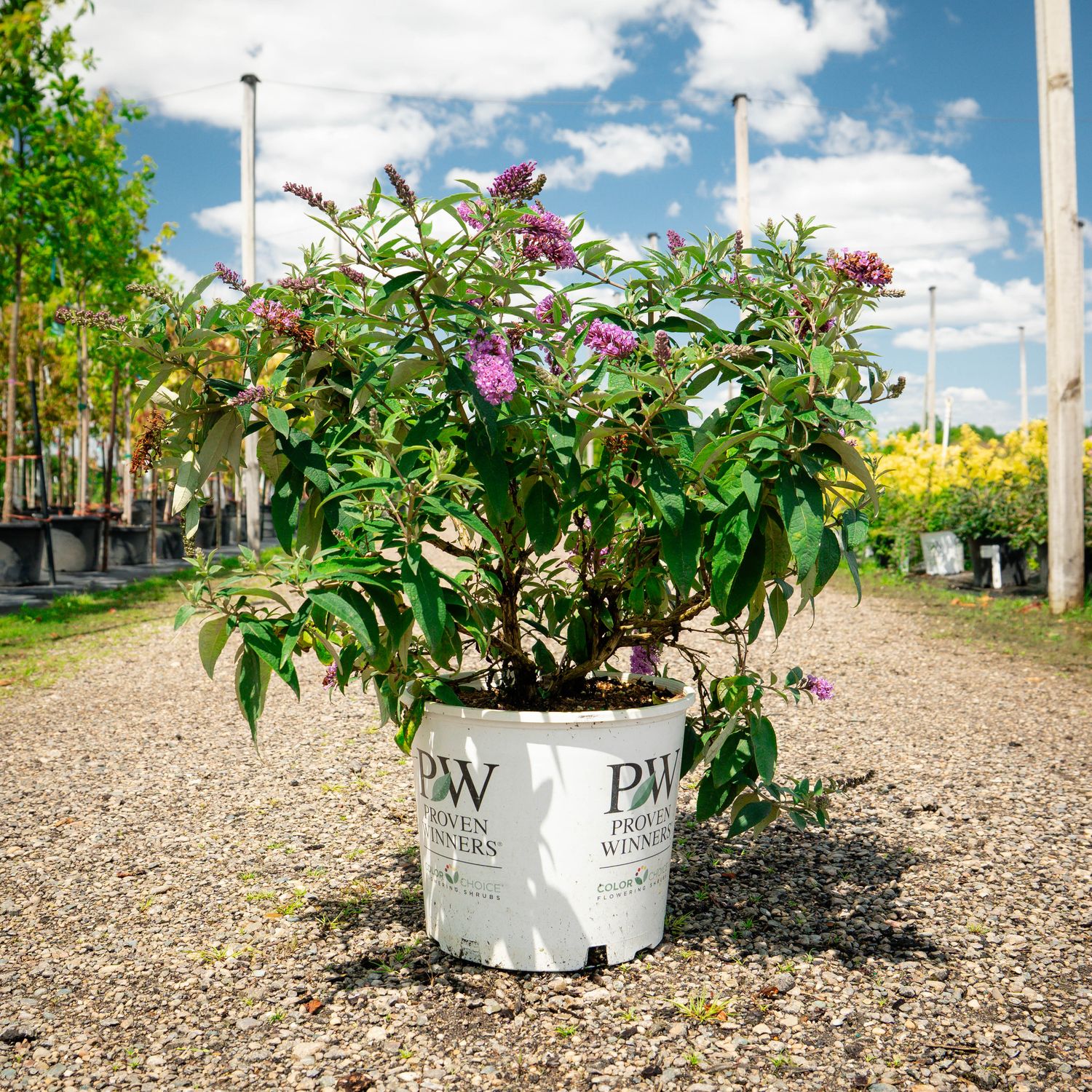 BUTTERFLY BUSH, PUGSTER PERIWINKLE #3