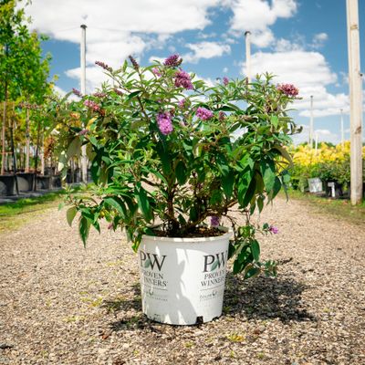 BUTTERFLY BUSH, PUGSTER PERIWINKLE #3