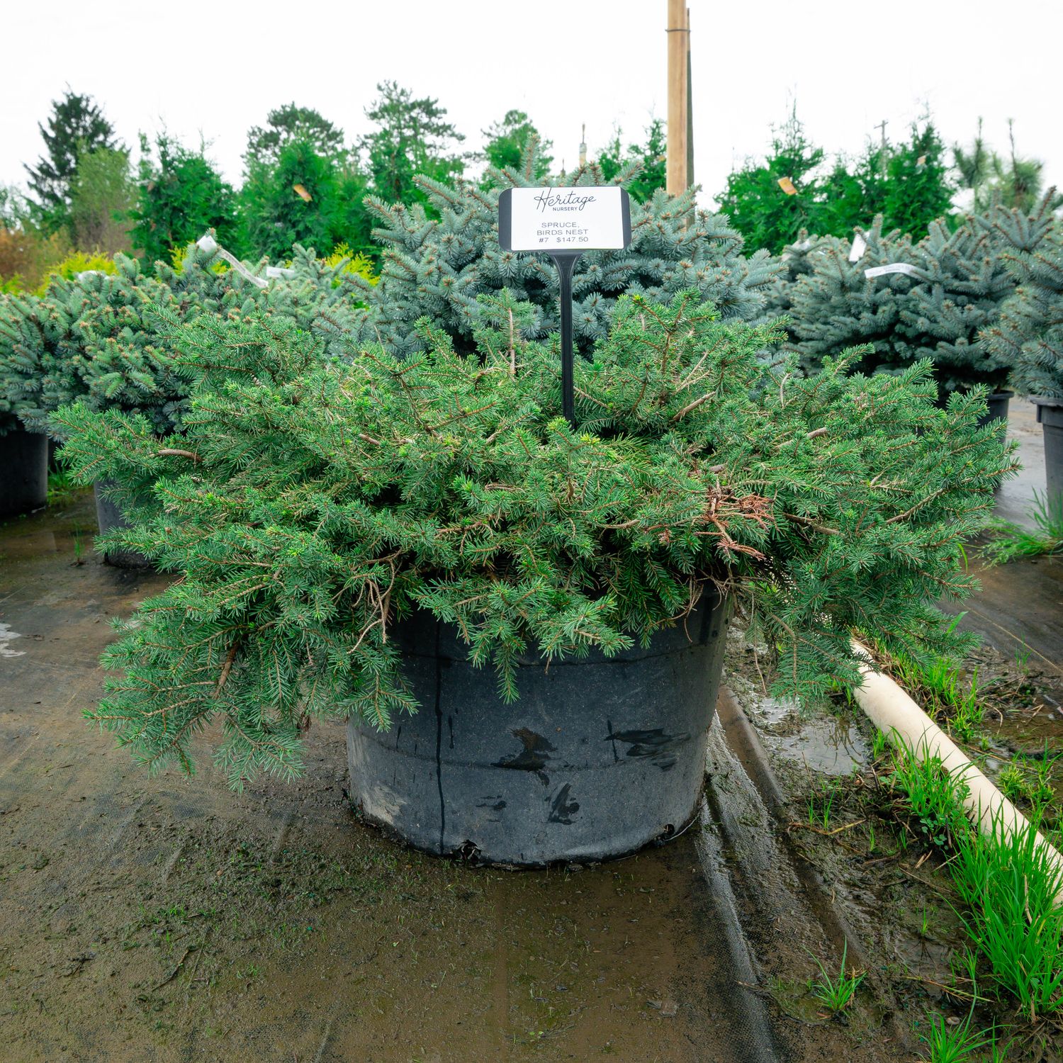 SPRUCE, BIRDS NEST, #7