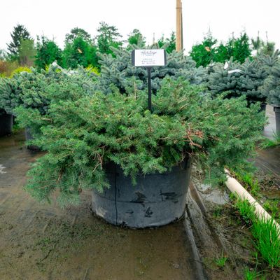 SPRUCE, BIRDS NEST, #7