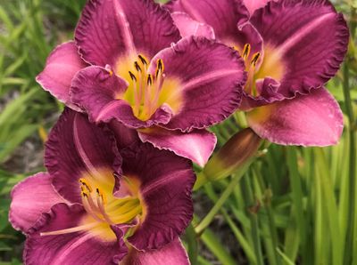 DAYLILY ENTRAPMENT #1