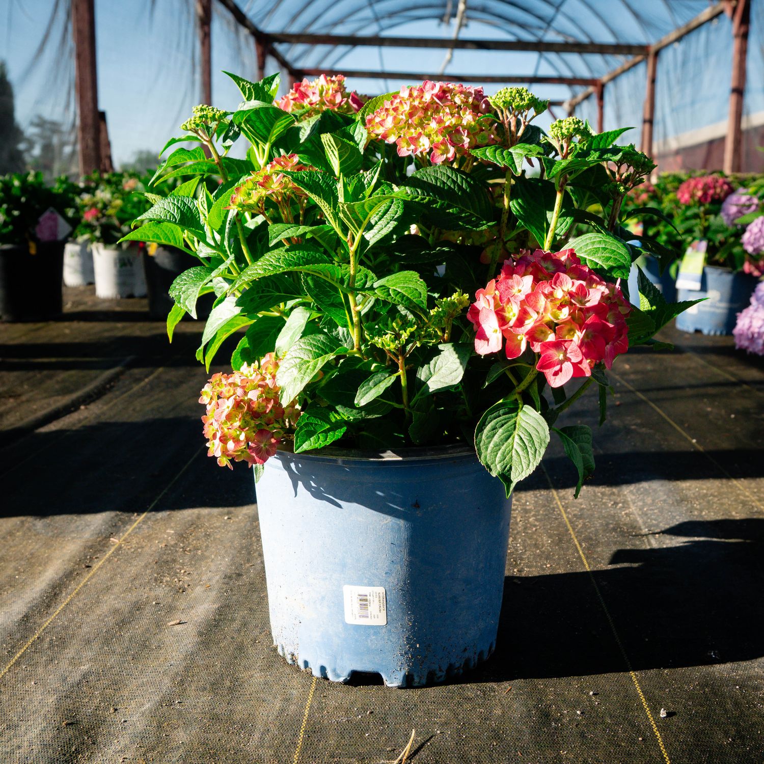 HYDRANGEA, SUMMER CRUSH, #3