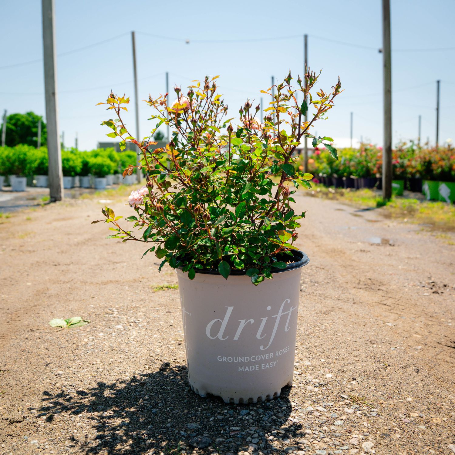 ROSE, APRICOT DRIFT #2