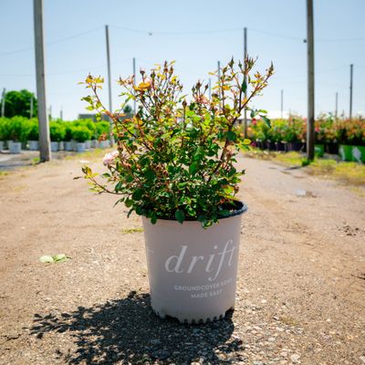 ROSE, APRICOT DRIFT #2
