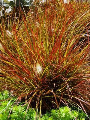 FOUNTAIN GRASS, BURGUNDY BUNNY, #1