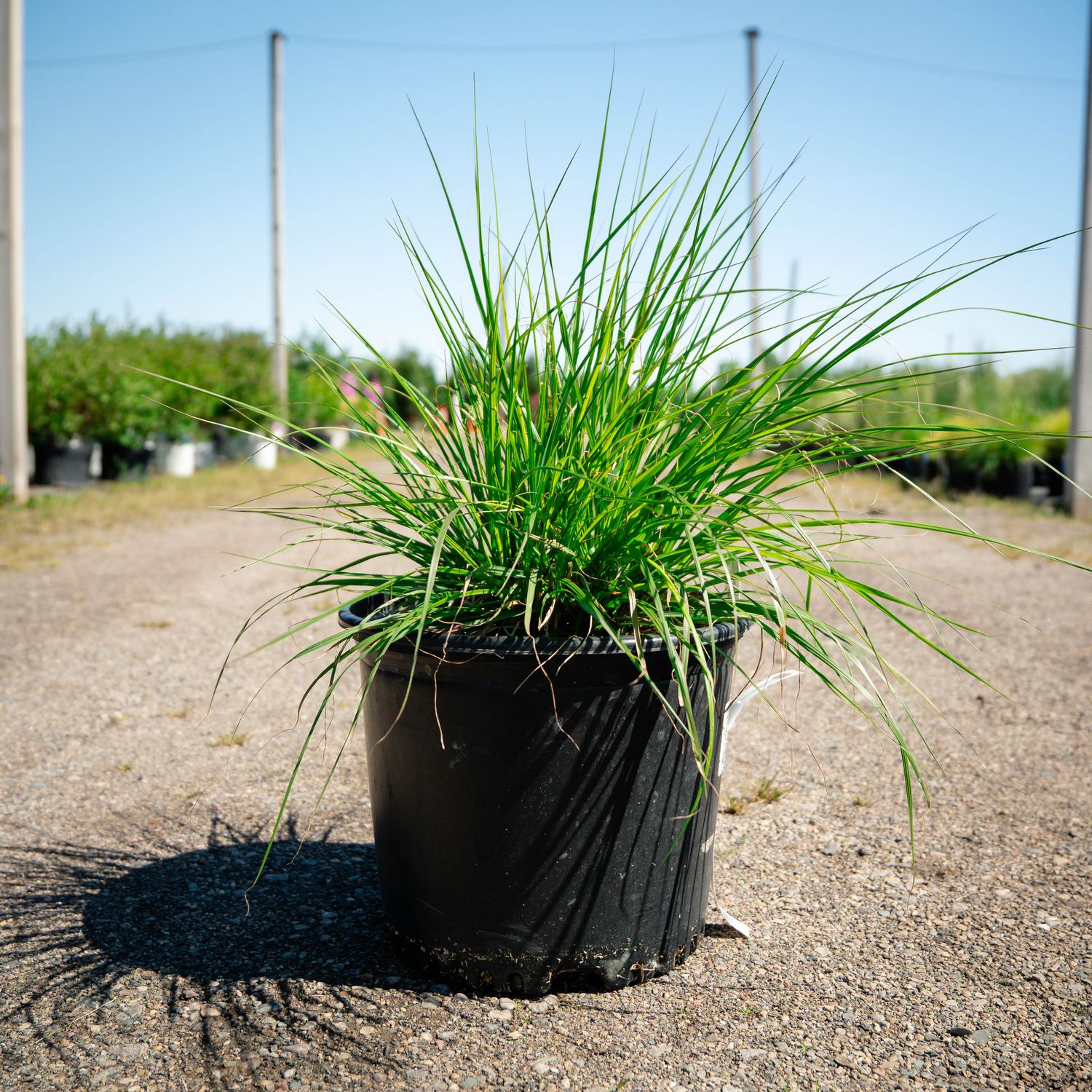 PENNISETUM, HAMELYN GRASS, #3