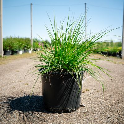 PENNISETUM, HAMELYN GRASS, #3