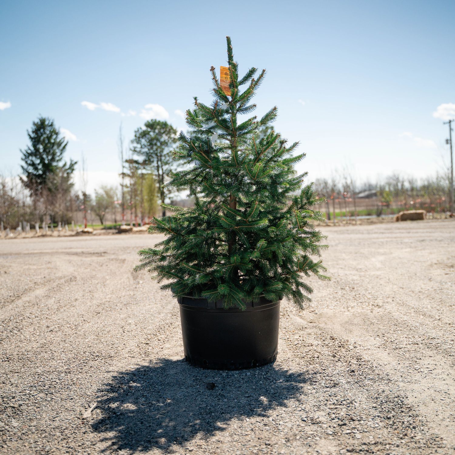 NORWAY SPRUCE #10