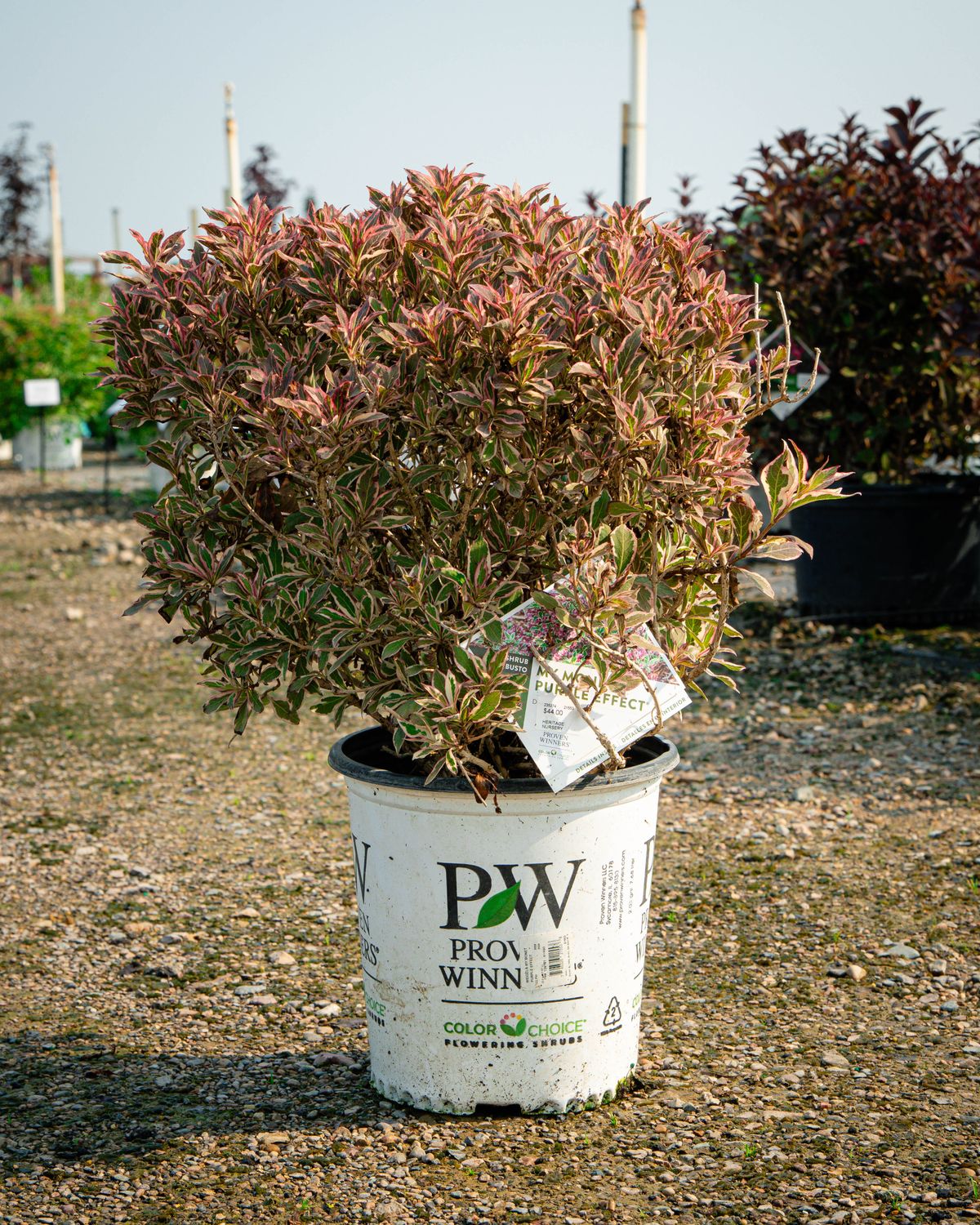 WEIGELA, PURPLE EFFECT, #2
