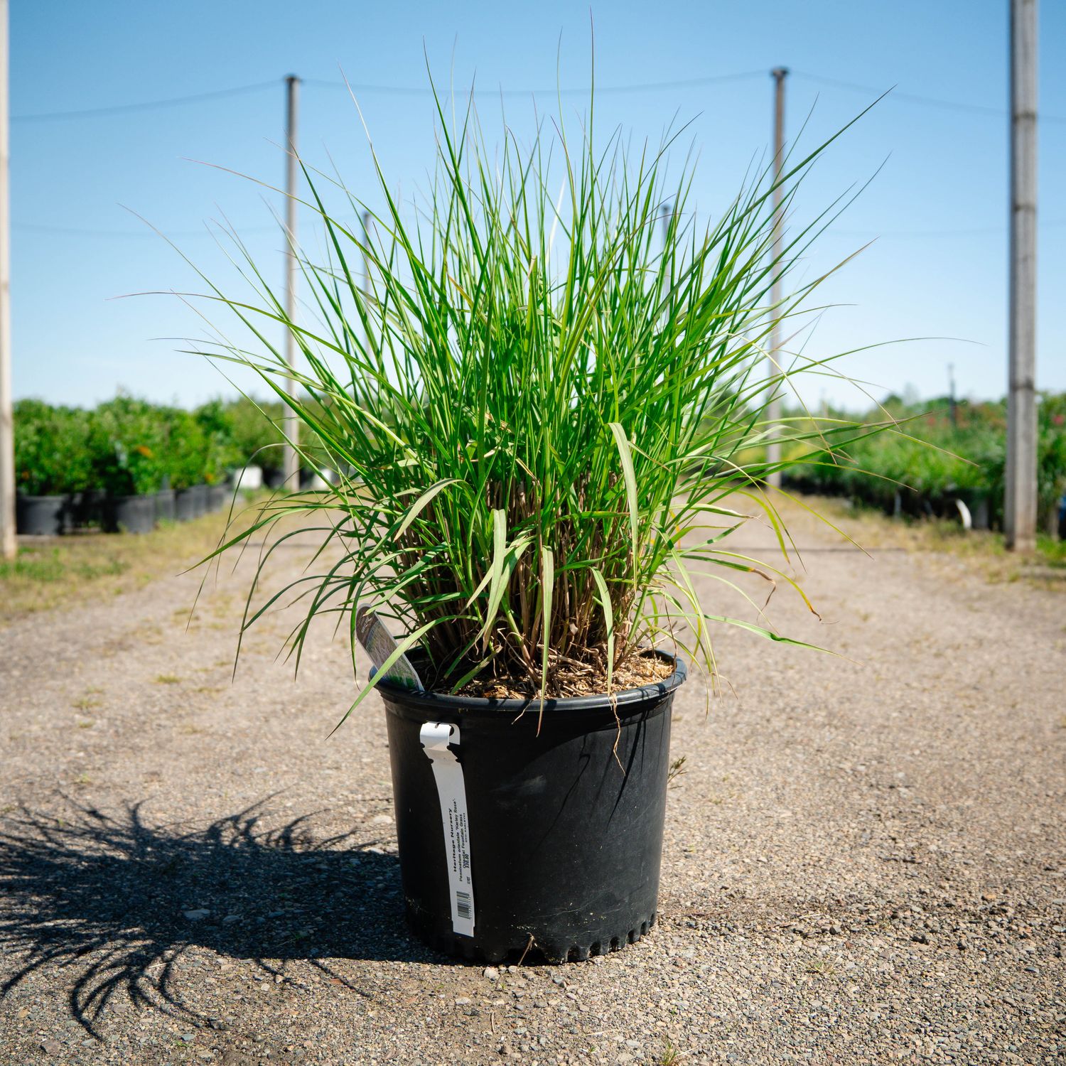 FOUNTAIN GRASS, KARLEY ROSE, #3