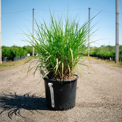 FOUNTAIN GRASS, KARLEY ROSE, #3