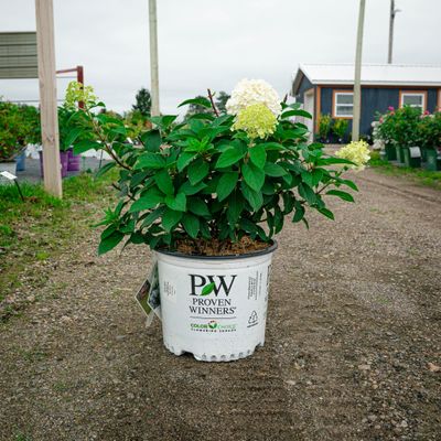 HYDRANGEA, BOBO, #3