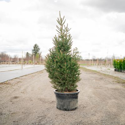 WHITE SPRUCE, MONTROSE, #10