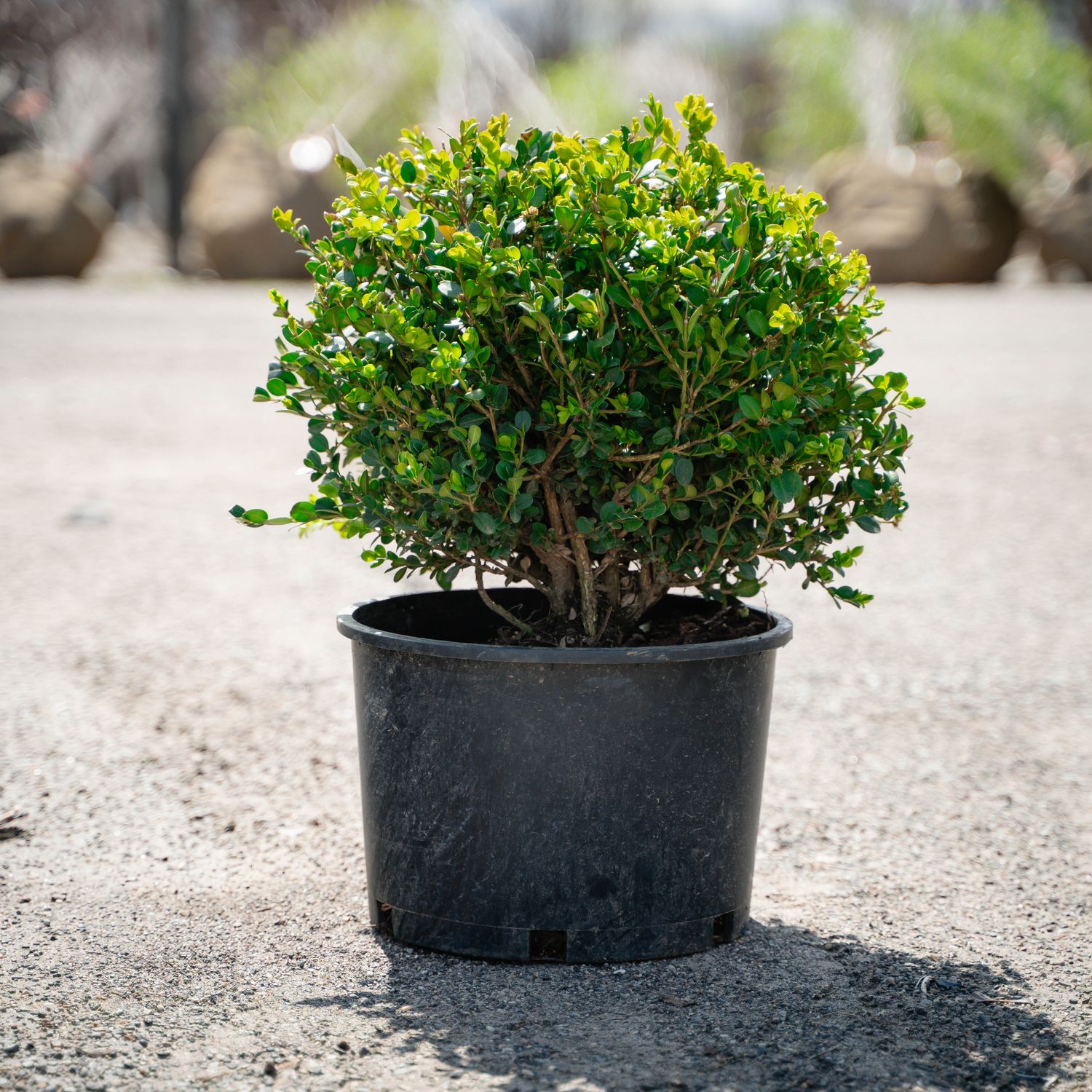 BOXWOOD, WINTER GEM #6