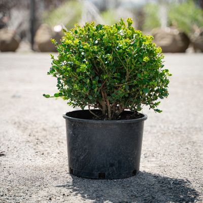 BOXWOOD, WINTER GEM #6