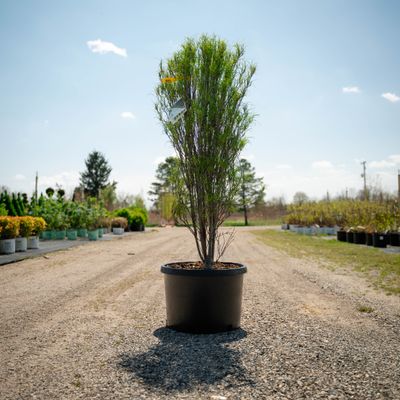 FINELINE BUCKTHORN, #10