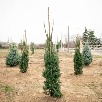 NORWAY SPRUCE, CUPRESSINA, BB, 4-5'