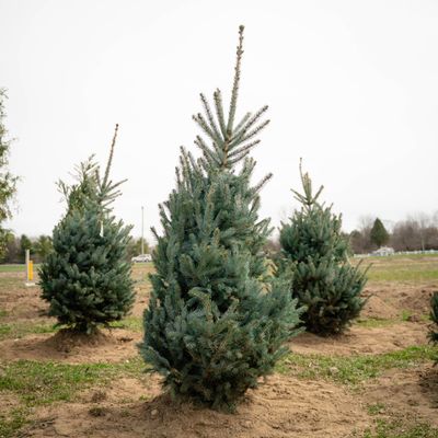 SPRUCE, FAT ALBERT, BB, 4-5'