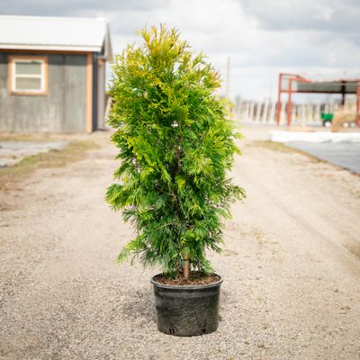 ARBORVITAE, FOREVER GOLDY, #6