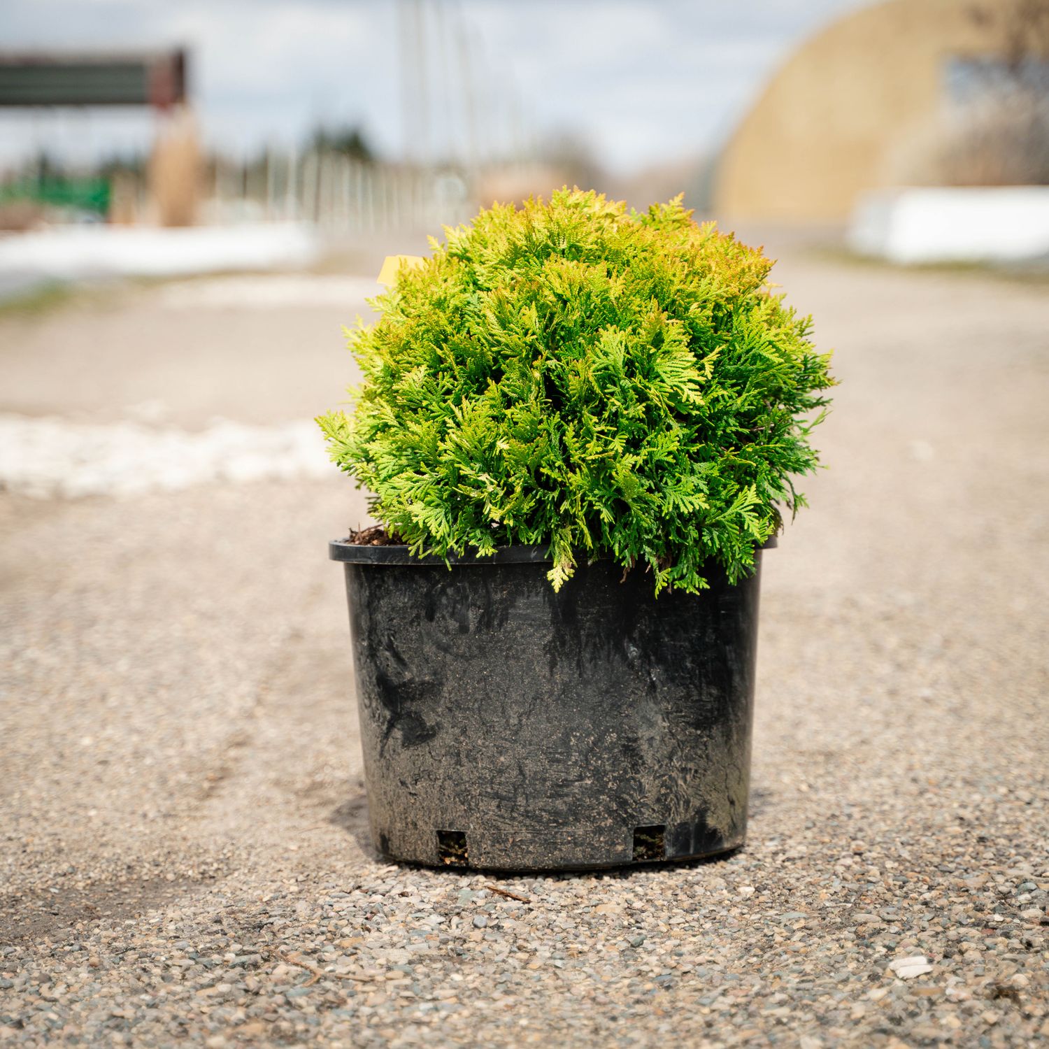 ARBORVITAE, ANNAS MAGIC BALL, #6