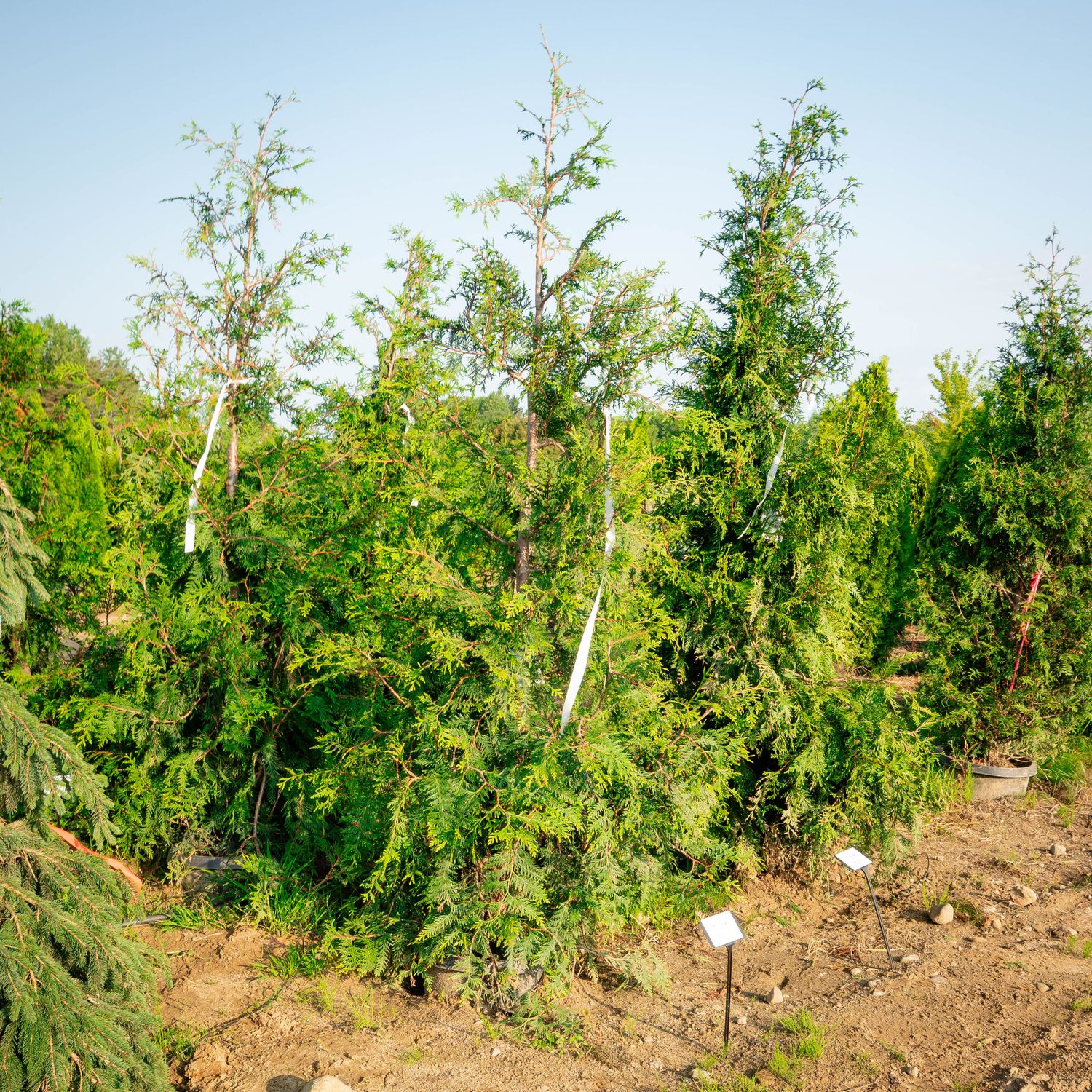 ARBORVITAE, GREEN GIANT #15