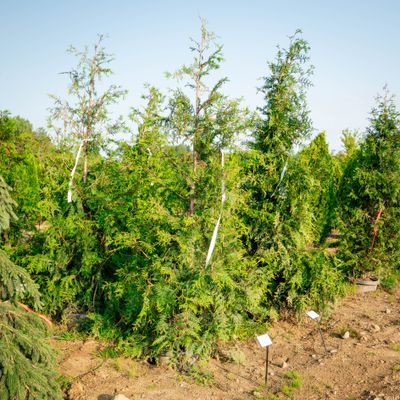ARBORVITAE, GREEN GIANT #15