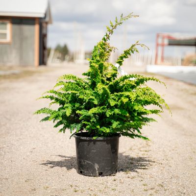 HINOKI, FERNSPRAY GOLD, #3