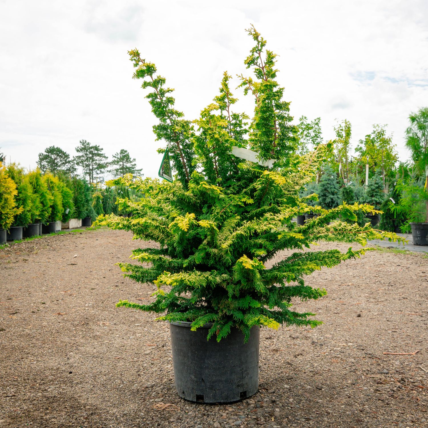 HINOKI, FERNSPRAY GOLD, #3