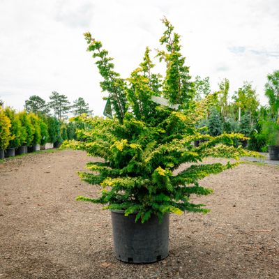 HINOKI, FERNSPRAY GOLD, #3