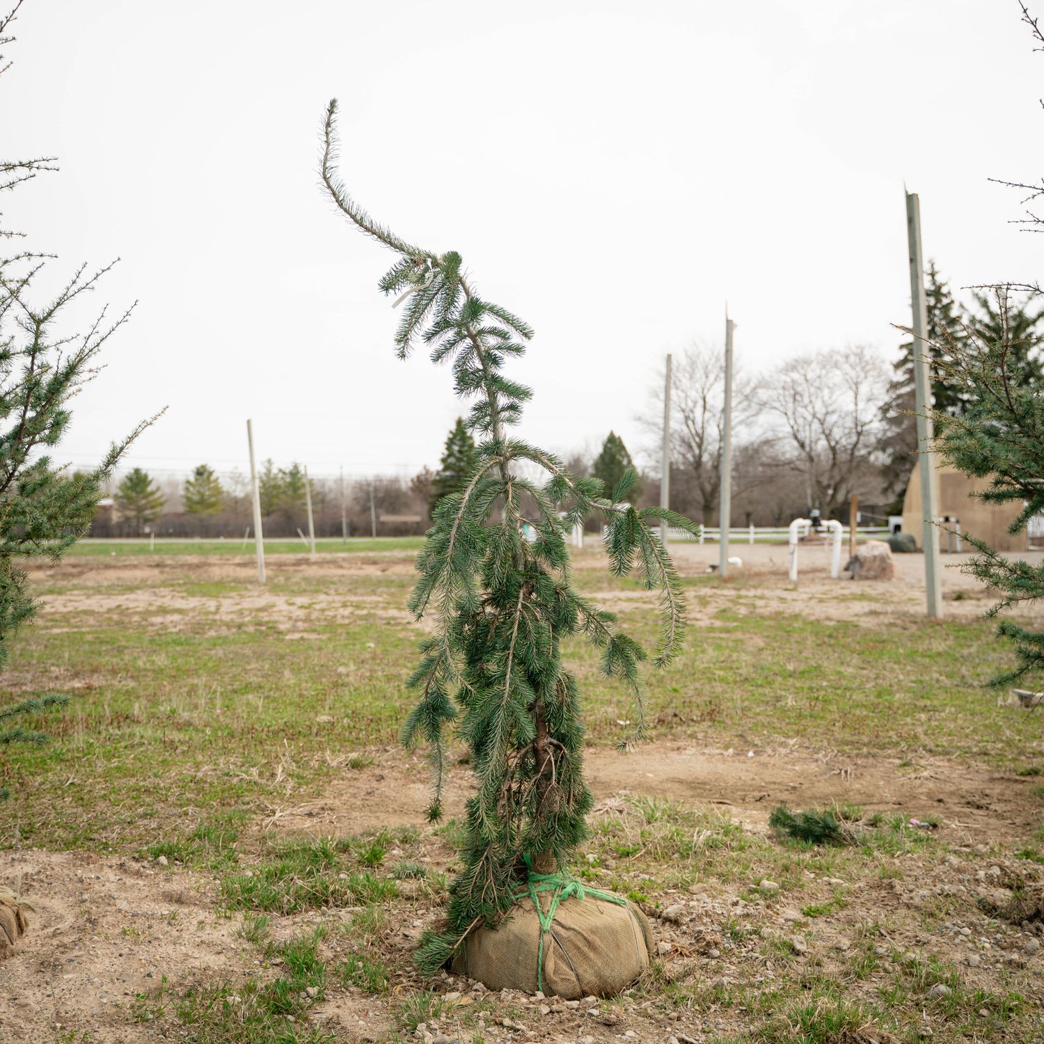 DOUGLAS FIR, GRACEFUL GRACE, 5-6' BB