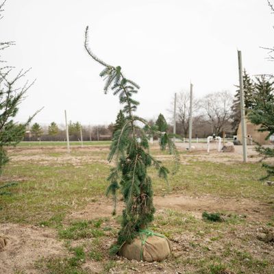 DOUGLAS FIR, GRACEFUL GRACE, 5-6' BB