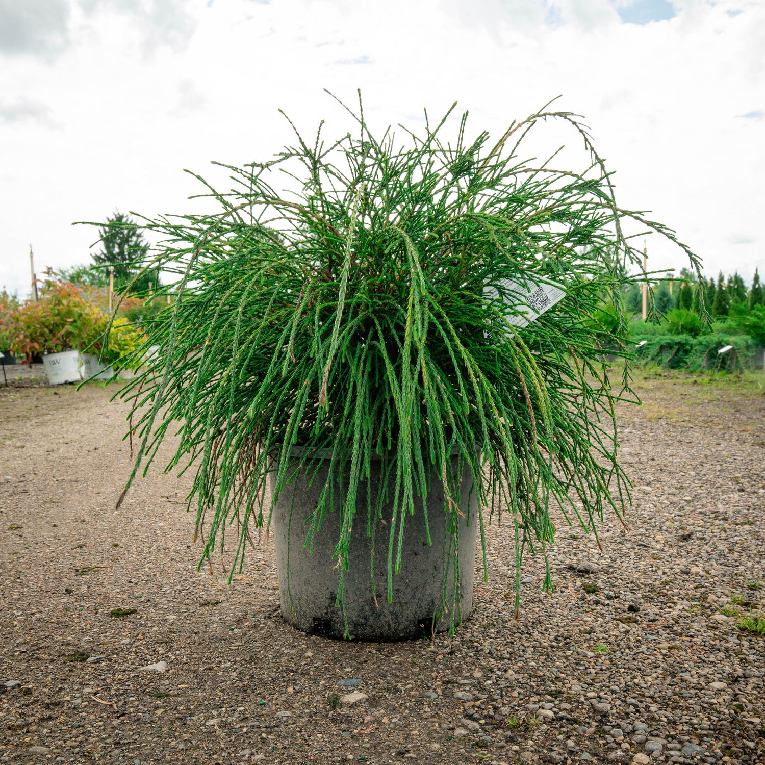 WHIPCORD, WESTERN RED CEDAR (THUJA), #3
