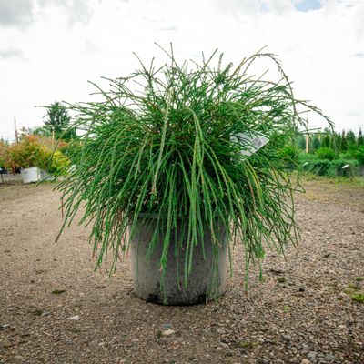 WHIPCORD, WESTERN RED CEDAR (THUJA), #3