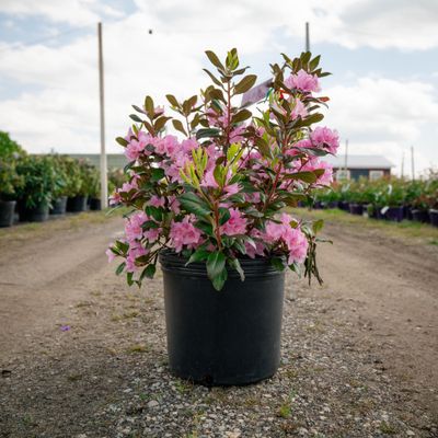 RHODY, OLGA MEZITT, 12-15"