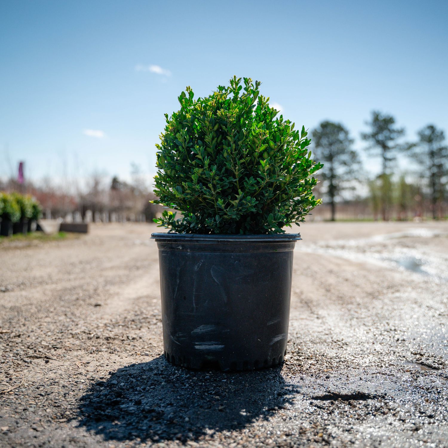 BOXWOOD, GREEN MOUNTAIN, #3