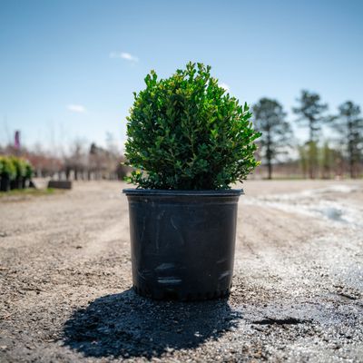 BOXWOOD, GREEN MOUNTAIN, #3