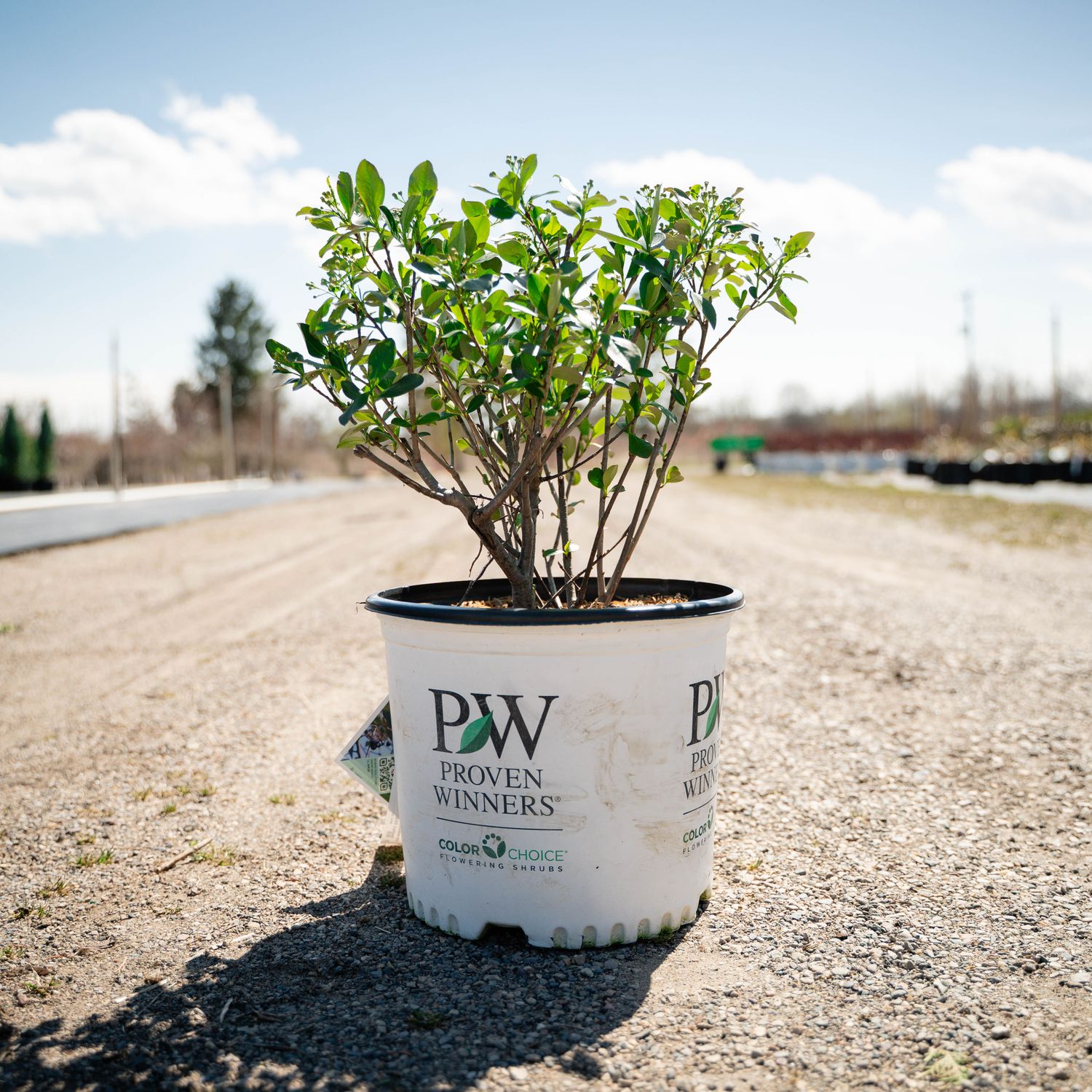 ARONIA, LOW SCAPE SNOWFIRE, #3