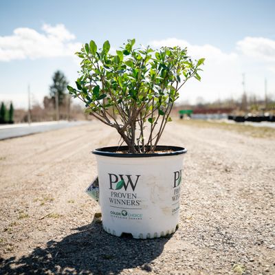 ARONIA, LOW SCAPE SNOWFIRE, #3