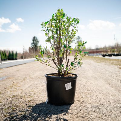 ARONIA, RED CHOKEBERRY, BRILLIANTISSIMA, #3