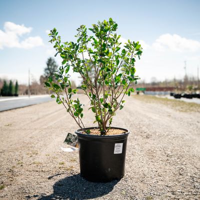 ARONIA, CHOKEBERRY, AUTUMN MAGIC, #3