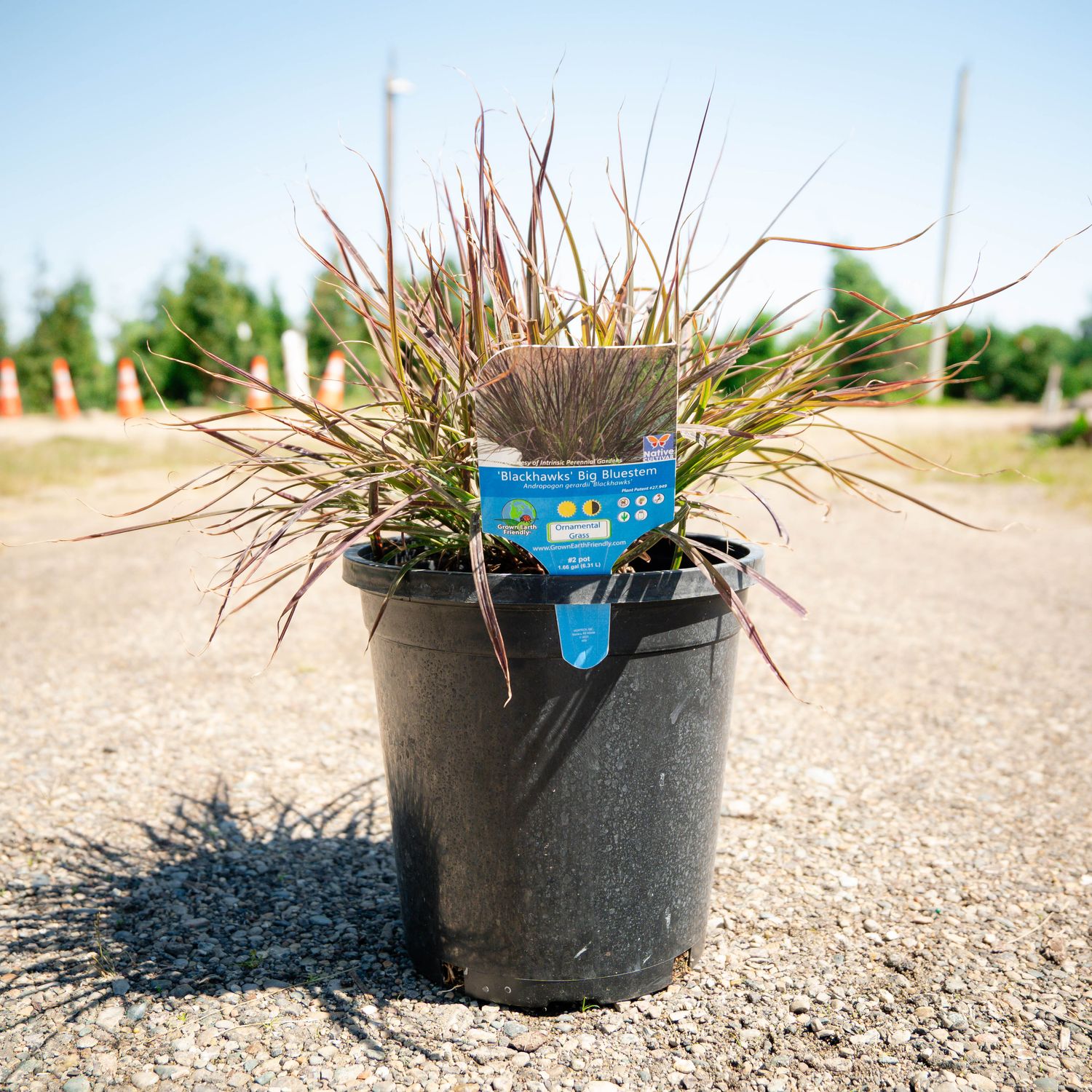 ANDRO., BIG BLUESTEM, #2