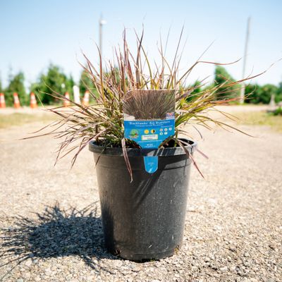ANDRO., BIG BLUESTEM, #2
