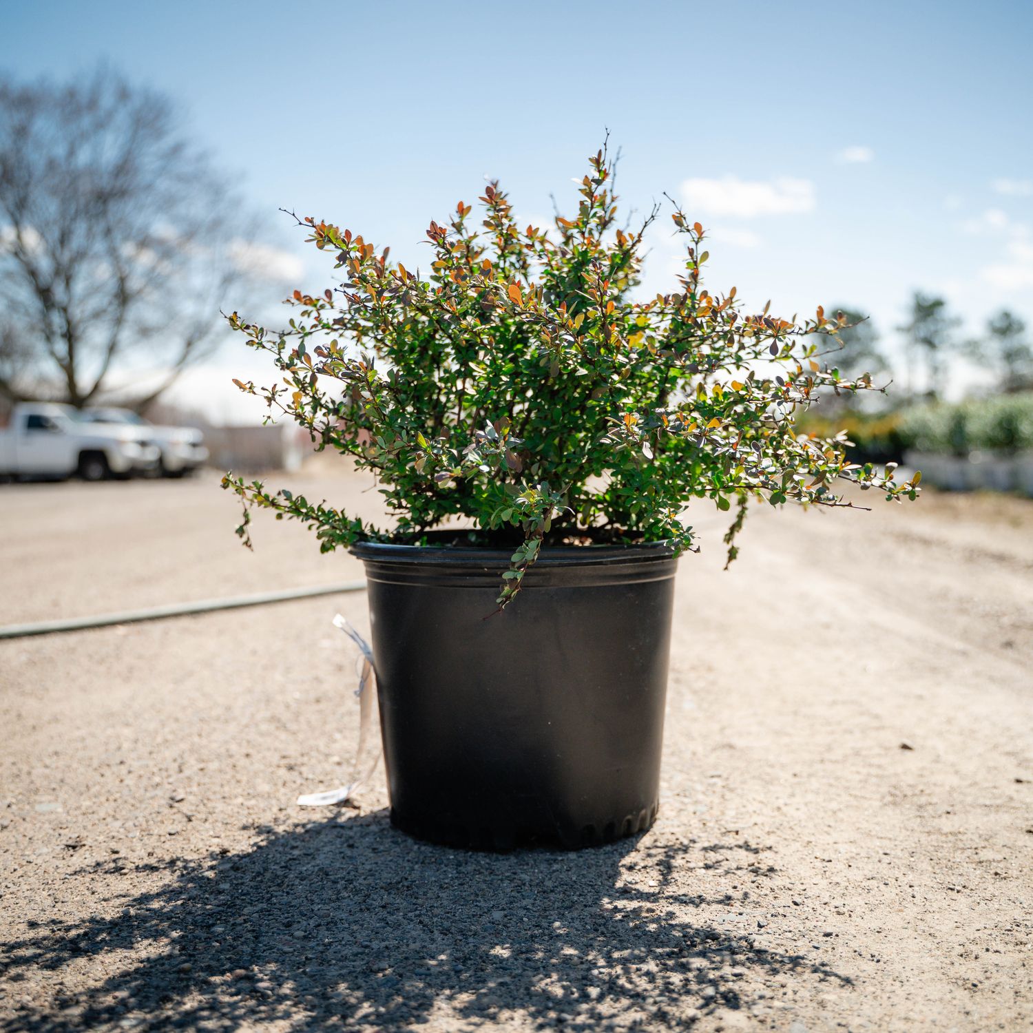 BARBERRY, CRIMSON PYGMY, #3