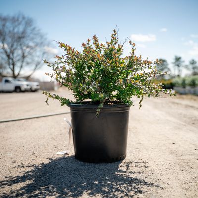 BARBERRY, CRIMSON PYGMY, #3