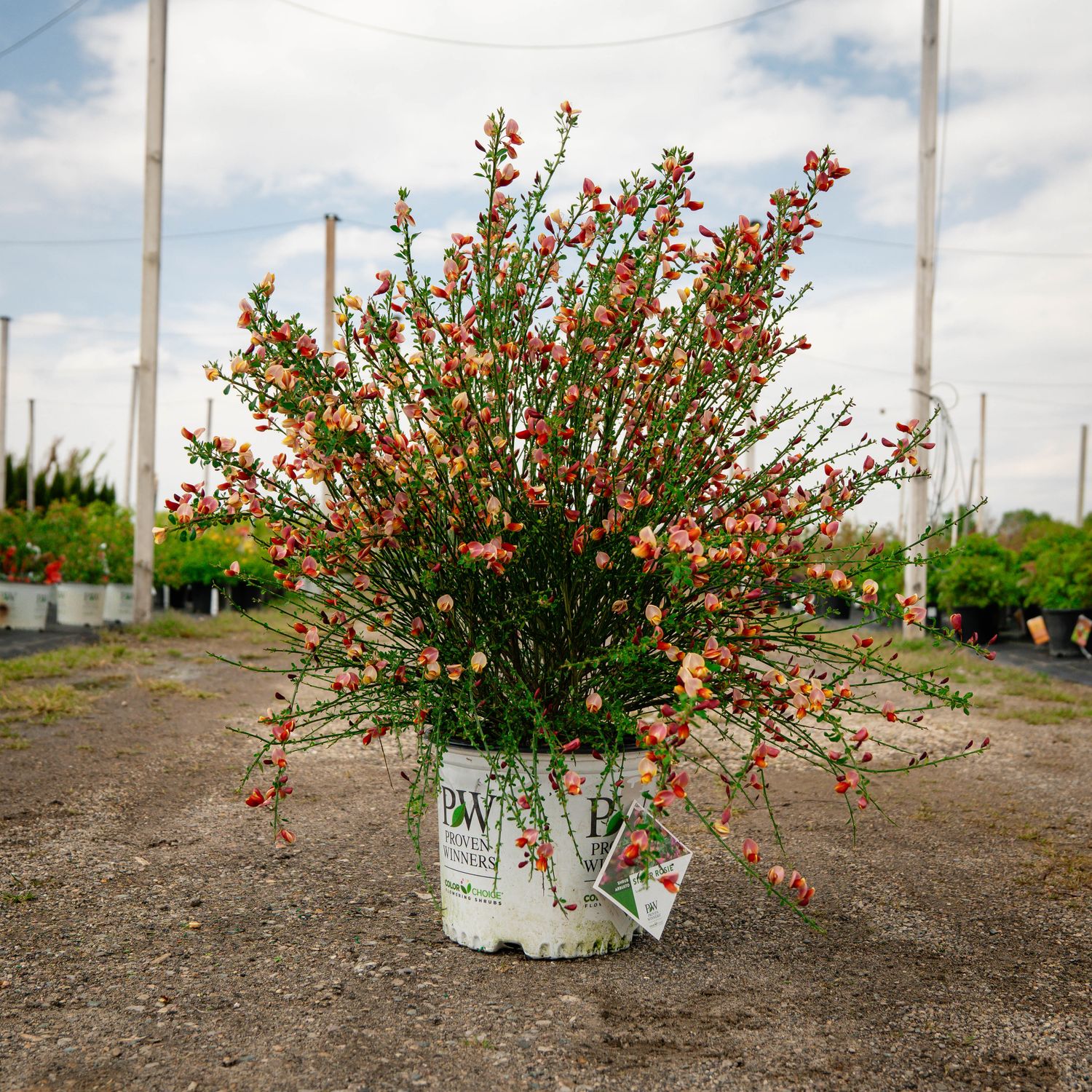 SCOTCH BROOM, SISTER ROSIE, #3