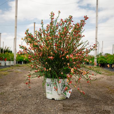 SCOTCH BROOM, SISTER ROSIE, #3