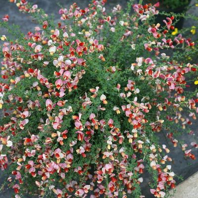 SCOTCH BROOM, SISTER ROSIE #3