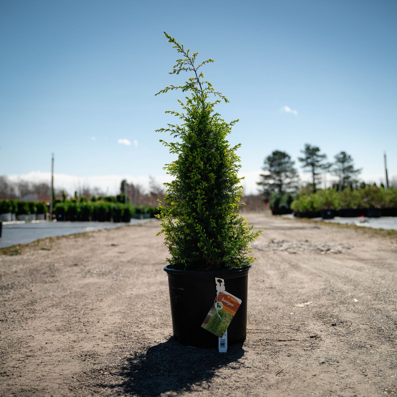 JUNIPER, GOLD CONE, #3