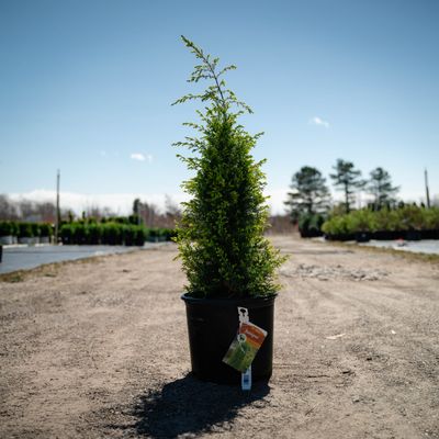 JUNIPER, GOLD CONE, #3